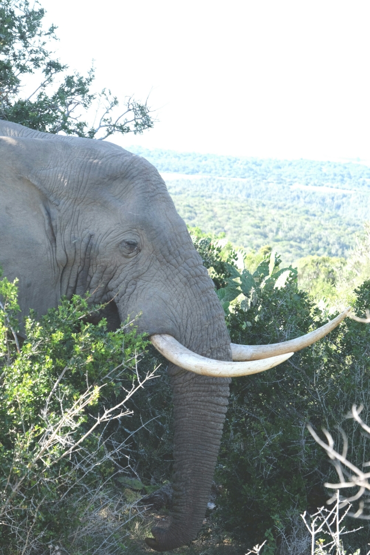 Elefant in der Kariega Private Game Reserve