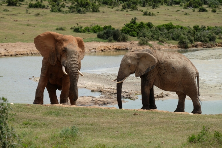 Elefanten im Addo Elephant National Park