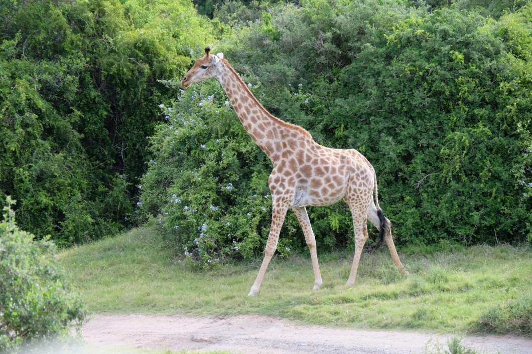 Giraffe in der Kariega Private Game Reserve