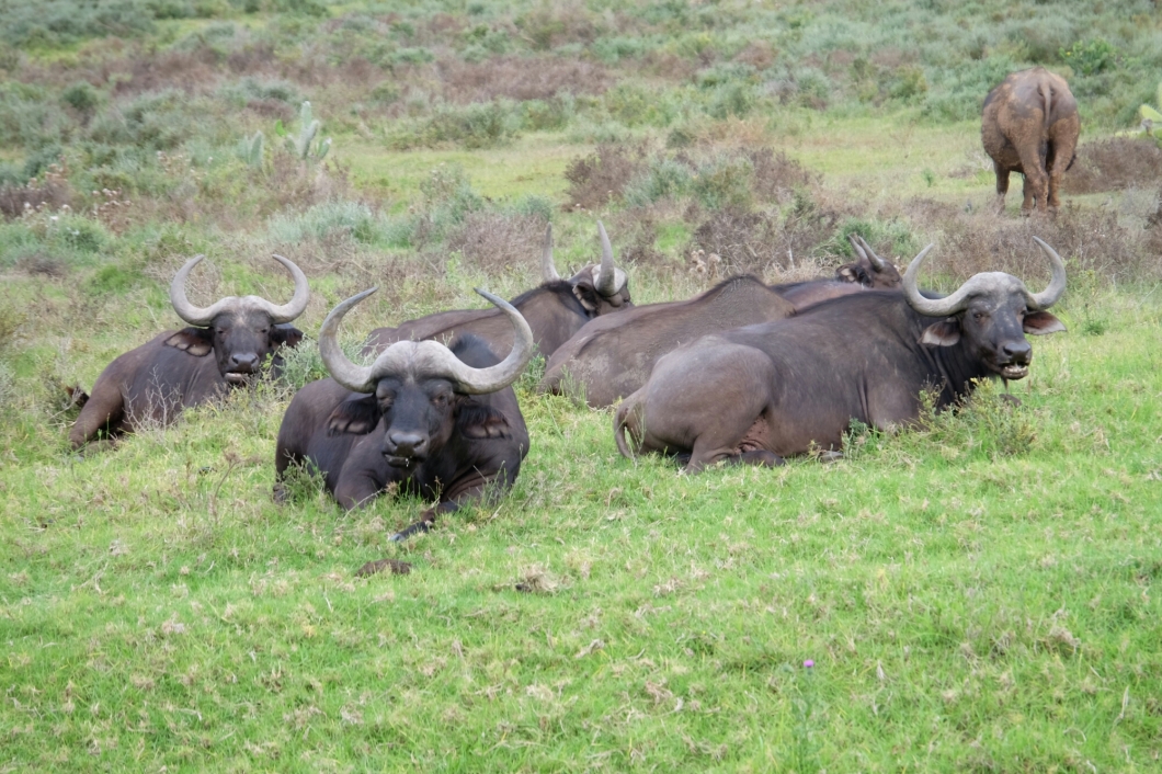 Büffel in der Kariega Private Game Reserve