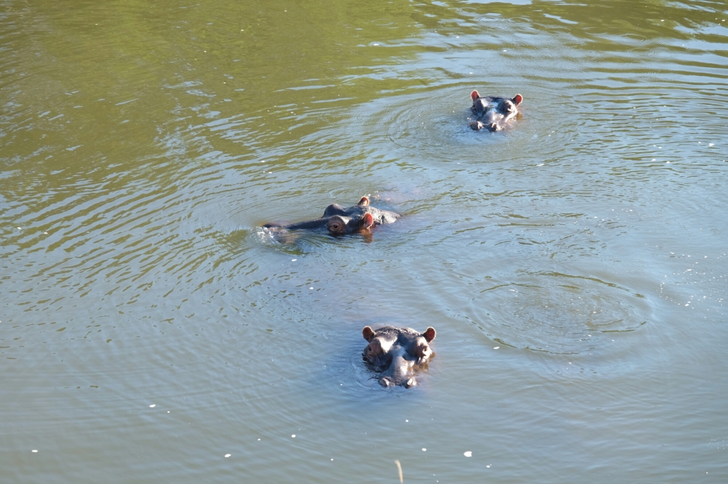 Hippos (Flusspferde) im Kariega River