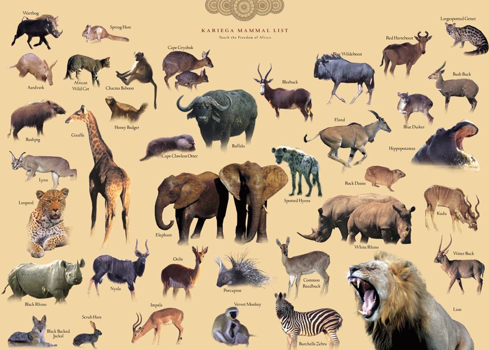 Wildlife Field Guide Big Game - Kariega Private Game Reserve