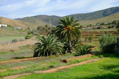 Feld mit Palmen bei Vega de Río Palmas