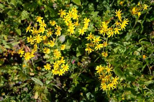 Blume in Blumenwiese im Hangtal von Guinate