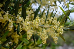 Olivenblüten (Olivengarten von Lun)