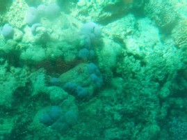Korallen des Ningaloo Reef (Glass Bottom Boat)