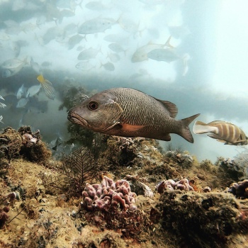 Korallenfisch (Ningaloo Reef)