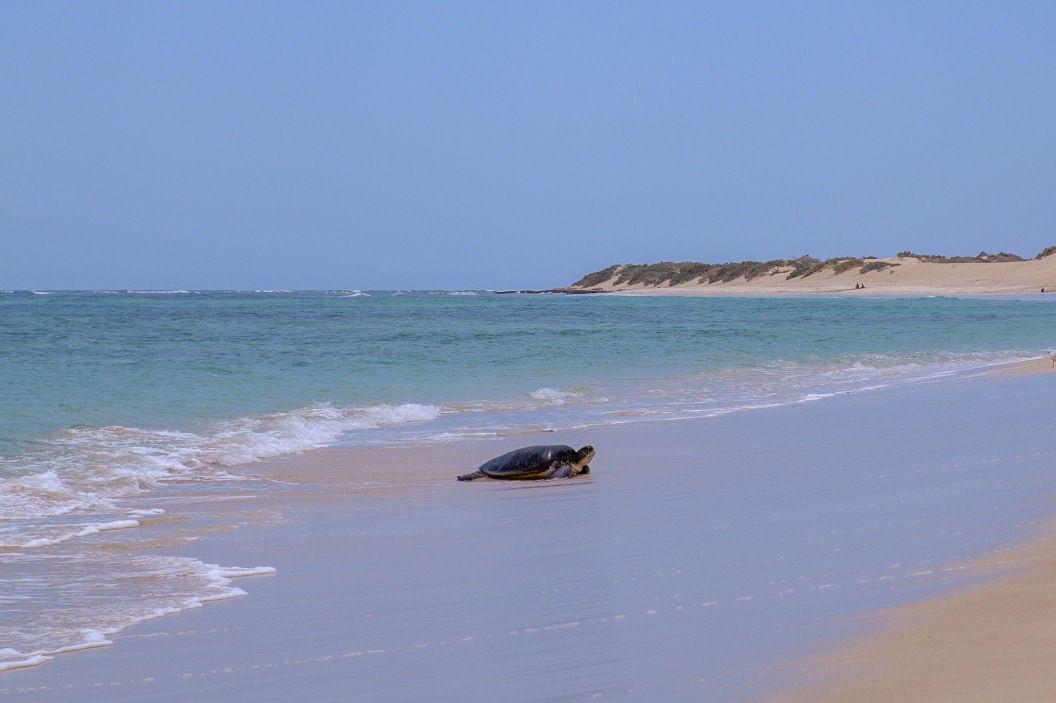 Schildkrötenweibchen am Strand (Jurabi Coastal Park)