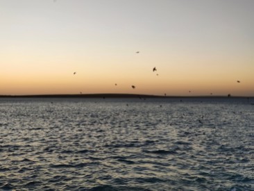 Schwalben im Abendlicht (Shark Bay)