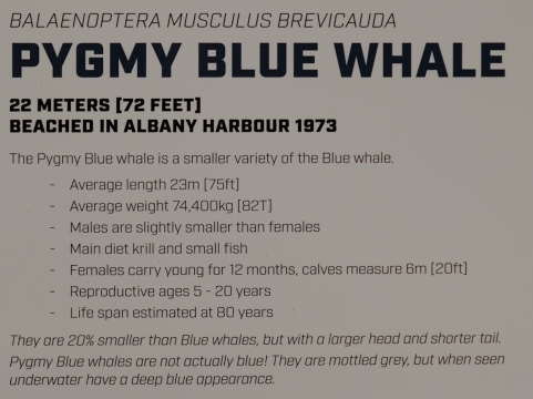 Pygmy Blue Whale Informationstafel