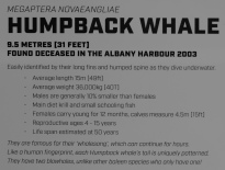 Humpback Whale Informationstafel