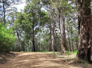 Gravel Road durch den Wald zum Mount Frankland
