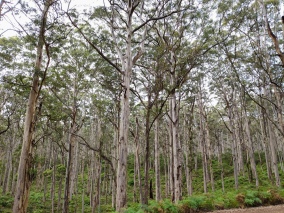 Boranup Karri Forest